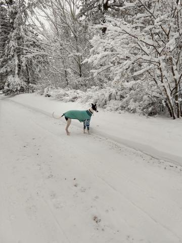 photo of a greyhound, wearing a coat, in the snow