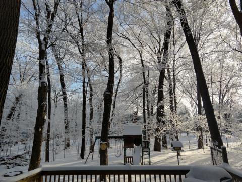 photo of a snowy backyard