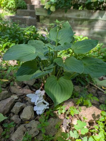 a small hosta plant about to bloom